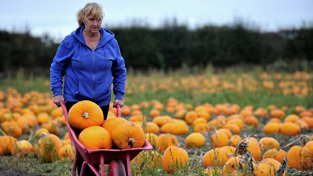 A farmer collects pumpkins from her fields near Liverpool