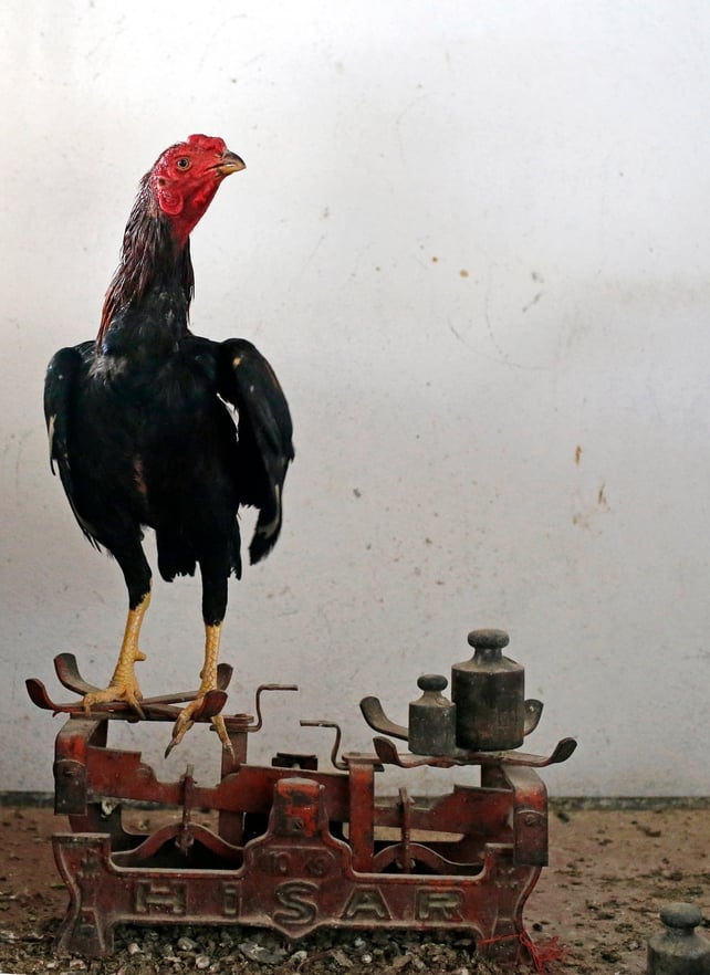 An Indian rooster stands on a scale as its weight is measured near the city of Sanliurfa, south-eastern Turkey.