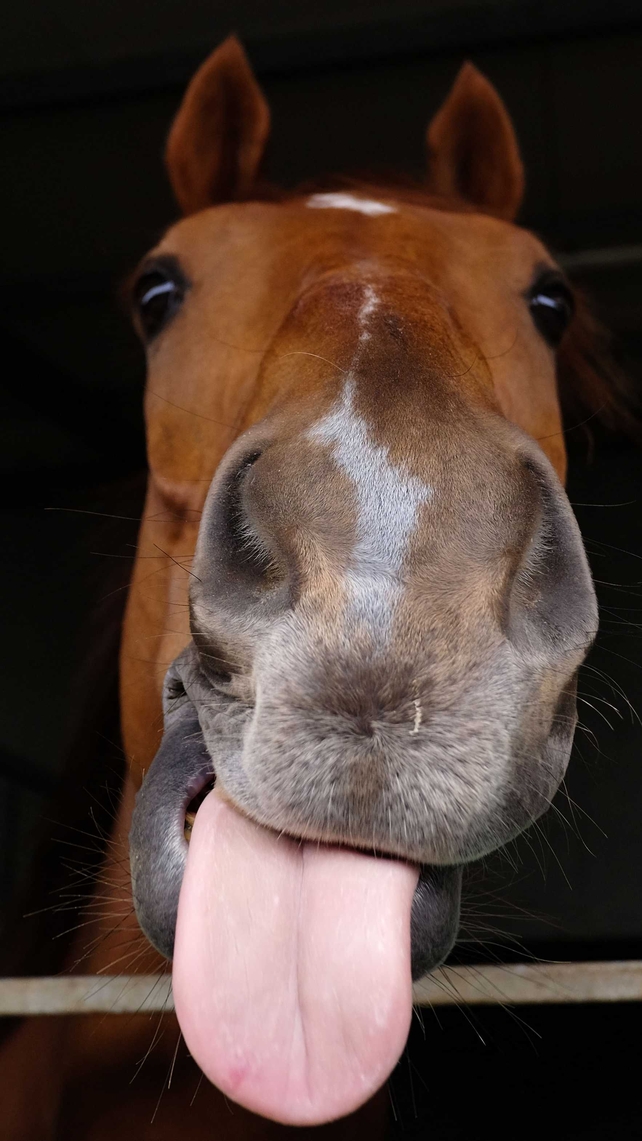 Caulfield Cup runner Hawkspur from the Chris Waller stable relaxes in stable at Flemington Racecourse in Melbourne, Australia