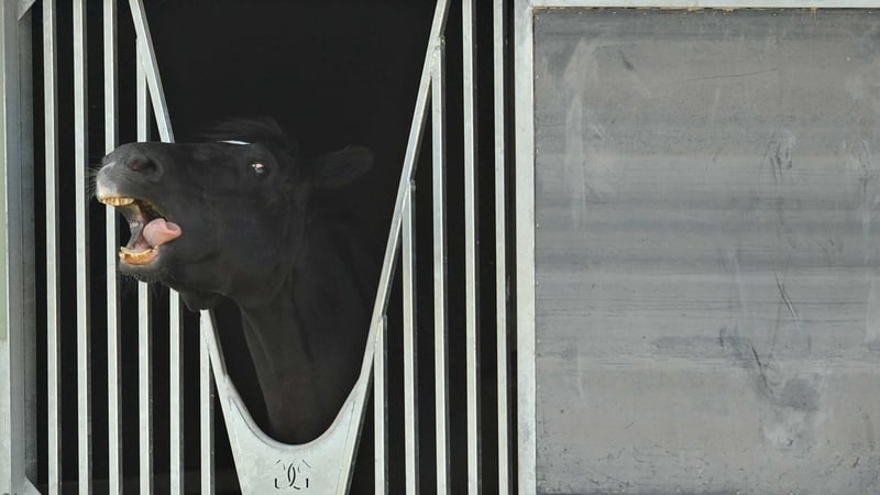 Dandino, seen here last year, sat out last Saturday's Caulfield Cup due to lameness