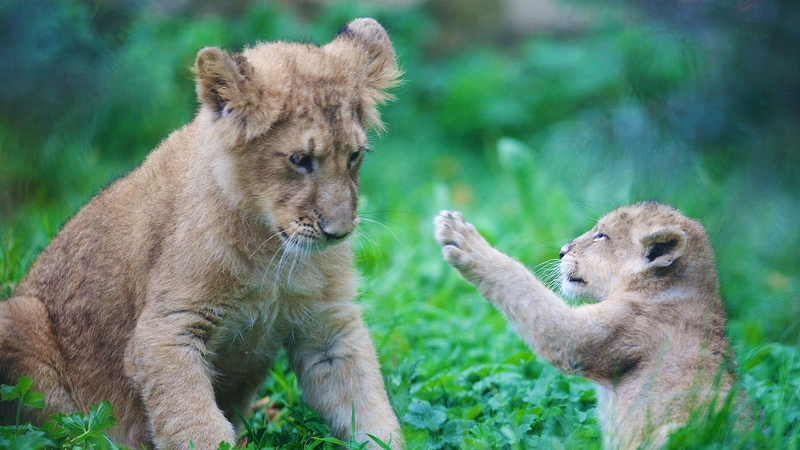 The cub was born on August 11 Photo: Patrick Bolger
