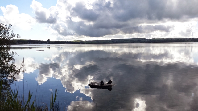 Ducks on Loughrea Lake (Pic: Colm McGuinness via yourphotos@rte.ie)