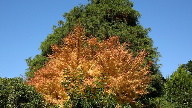 Autumn colours begin to show on trees in Asago, Japan