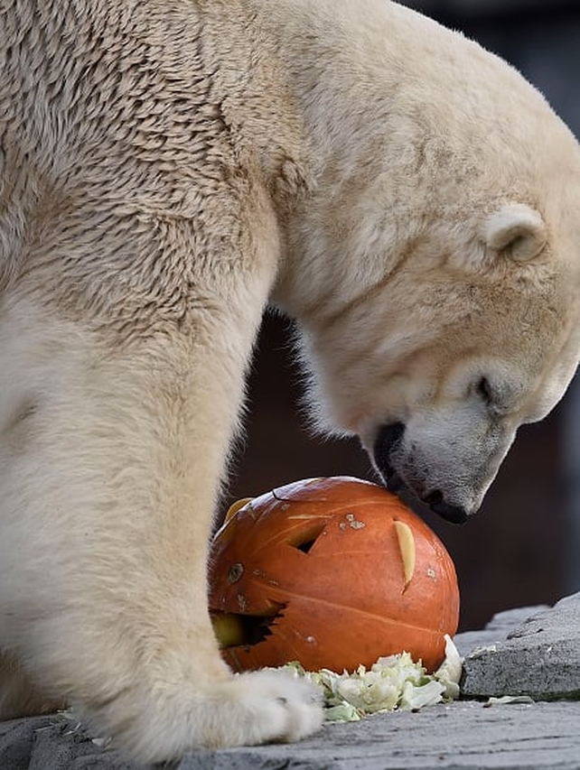 A polar bear smells a pumpkin in the theme world 'Yukon Bay' at the Zoo in Hanover, Germany