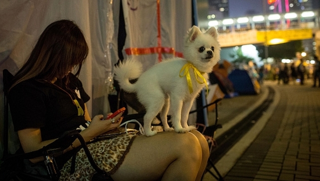 A pro-democracy protester sits with her dog at a tent outside Hong Kong's Government complex