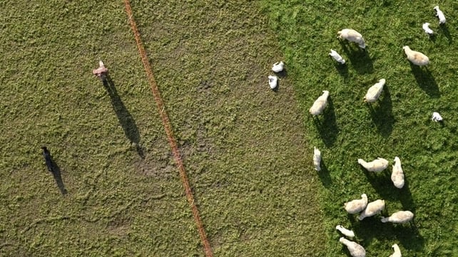 A shepard and his dog walk next to a herd of sheep during transhumance in Robecco sul Naviglio, Italy