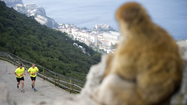 A monkey watches participants compete in the Gibraltar Rock Run