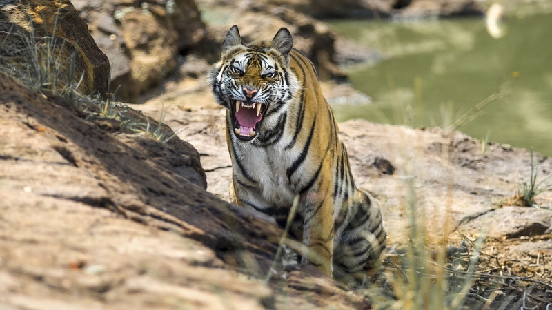 Life Story concludes tonight