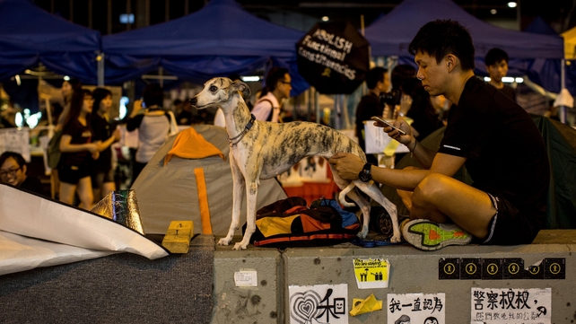 An activist sits with his dog on a concrete road divider on a street outside Hong Kong's Government Complex