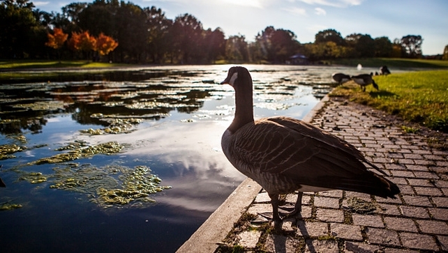 A goose is seen at the Constitution Gardens Pond, as autumn colours begin to show in Washington