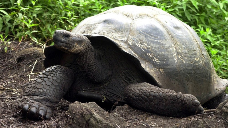 40 years after captive-bred tortoises were reintroduced to the island their numbers have grown to around 1,000