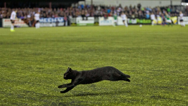 A black cat runs on to the Oriel Park pitch during Dundalk's Premier Division title-winning victory over Cork City