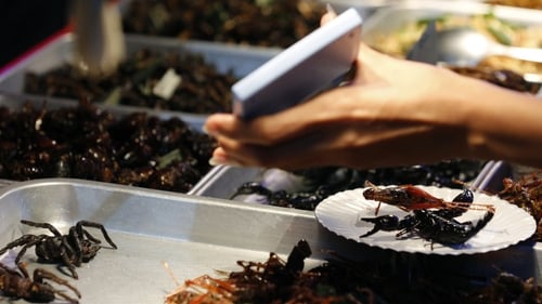 "Protein represents the main nutrient constituent of insects, with cockroaches, grasshoppers, crickets and locusts containing protein content amounting to 60 to 80 percent"