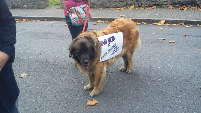 Some canine support for the demonstration in Swords, Co Dublin