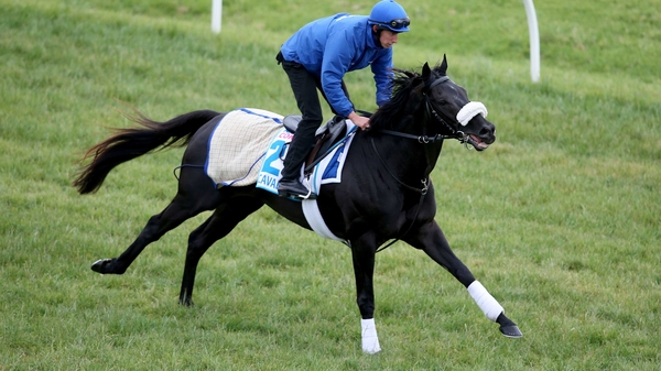 Cavalryman pictured during trackwork ahead of the Melbourne Cup at Werribee Racecourse