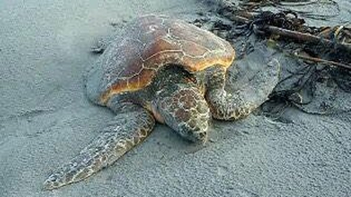The turtle is now ready to be released