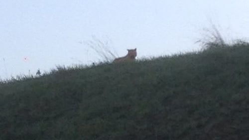 An image of what is believed to be the tiger was posted on the Ville de Montevrain Facebook page