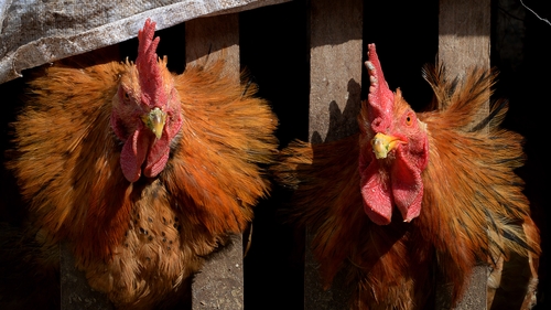 All chickens, ducks and turkey must be culled in the affected regions