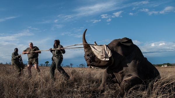 Rhino in Kruger National Park are relocated to safer areas