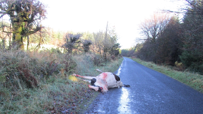 One horse was found dead on the road by an ISPCA inspector