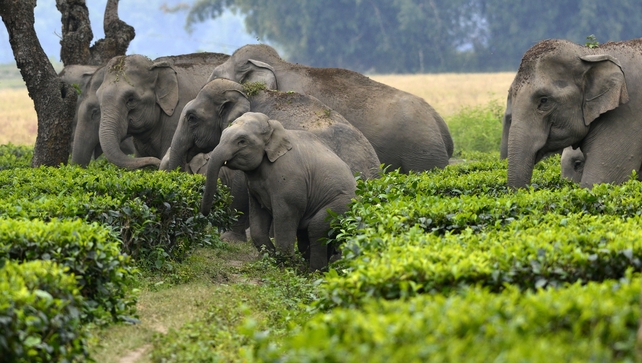 A herd of wild elephants enter a paddy field outside Guwahati city, India