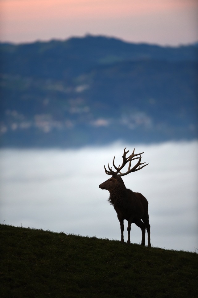 A red deer is silhouetted against the morning mist near Tettnang, Germany