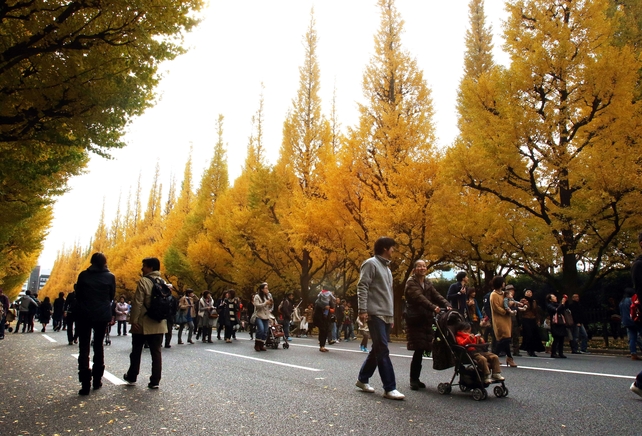 People walk on a path lined by yellow ginkgo trees in Tokyo, Japan