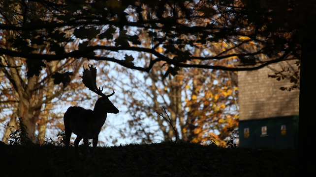 The Phoenix Park, Dublin (Pic: Denis Moynihan)