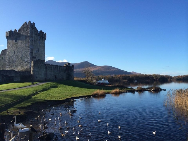 Swans and ducks in Killarney (Pic: Gary Byrne)