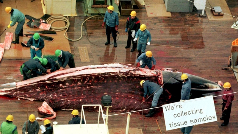 Japanese whalers on board the Nisshin Maru clean a minke whale in the Southern Ocean off Antartica in 2000