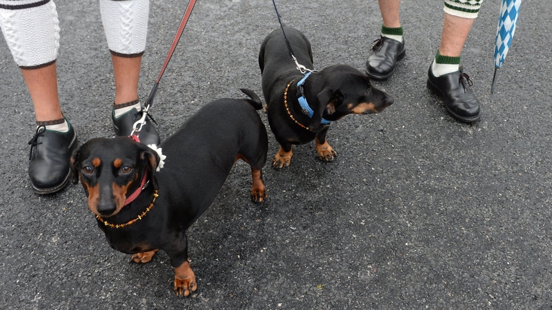 The Swiss traditionally use dog meat to make sausages