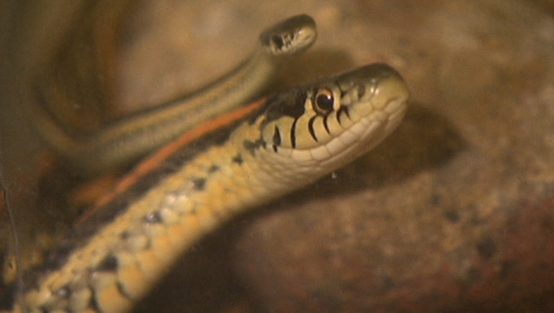 Would you risk it for a biscuit?