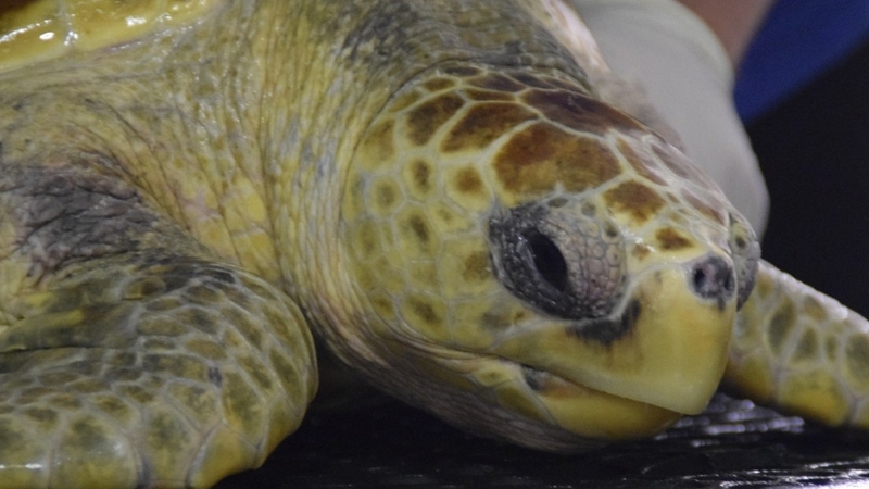 Leona was nursed back to health by the staff of Galway Atlantaquaria (pic: Celestial Green Ventures)