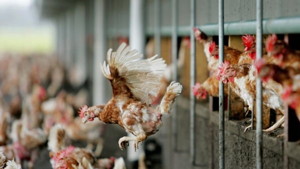 Tests are being carried out to determine the strain of bird flu