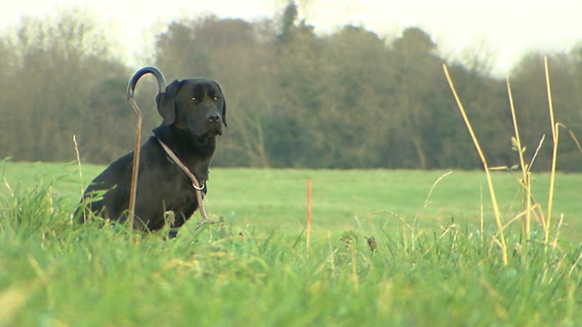 What does it take to train a cadaver dog?