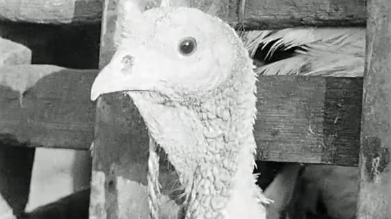 Buying a Live Turkey