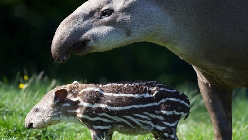 The tapir, named Rio, attacked the family during a visit to the zoo in August 2013