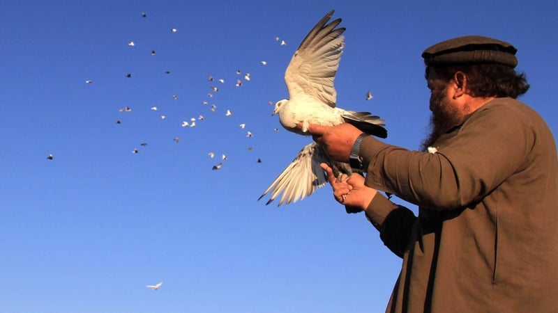 A man holds his pet pigeon on a rooftop in Jalalabad, Afghanistan. Bird keeping was banned as un-Islamic under the Taliban