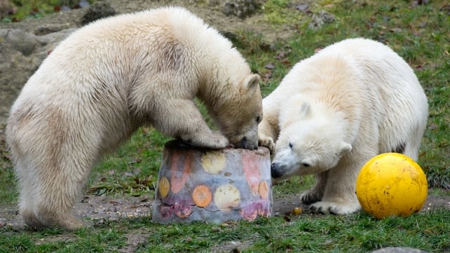 Polar bear twins Nela and Nobby eat an ice cream cake on their birthday at Hellabrunn zoo in Munich, German