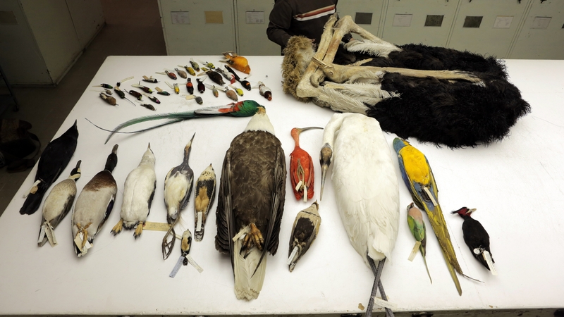 Some of the diverse avian species that were analyzed for the comparative genomics study. Photo
taken at the National Museum of Natural History in Washington, DC.
[Credit: AAAS/Carla Schaffer]