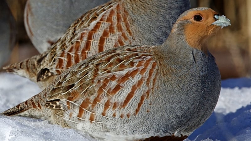 Wild grey partridges were declared extinct in Northern Ireland in 1992