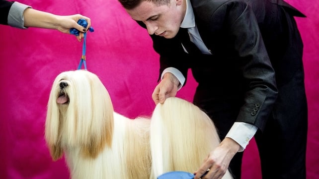An owner combs his dog during the Winner Dog Show in Amsterdam, The Netherlands