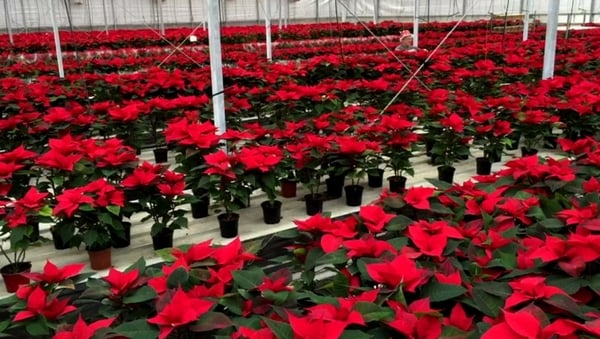 Ireland's favourite Christmas plant in high demand