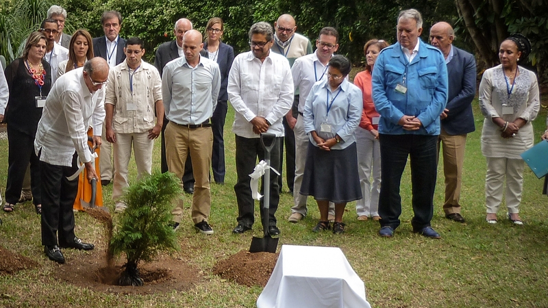 The head of the Colombian government's delegation plants a tree in a garden of Havana at the peace talks