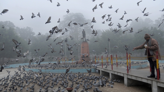 An Indian man feeds pigeons near a statue of Mahatma Gandhi in a garden on a foggy day in Amritsar