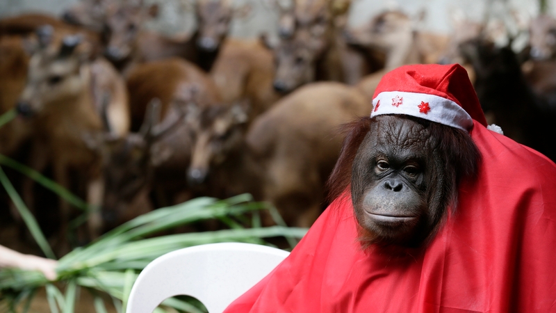An orangutan named 'Pacquiao' dressed in Santa Claus costume poses for pictures in front of Philippine Brown Deer during the 'Animal Christmas Party' at the Malabon Zoo in Malabon City, north of Manila, Philippines