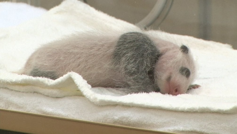One of the twin pandas that were born on 2 December in Adventure World in Shirahama
