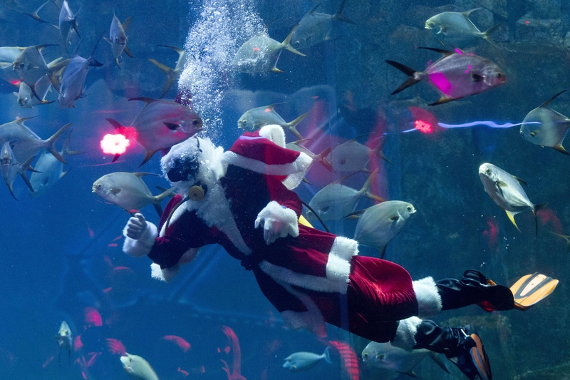 A diver dressed as Santa Claus waves from inside a fish tank at the Aquarium of Paris