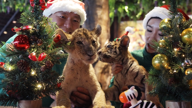 A baby tiger and baby lion play with Christmas trees at an amusement park in South Korea