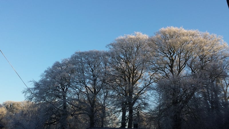 Siobhán Burke sent in this picture of frosty trees in Navan, Co Meath